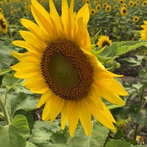 Meet your Posher, Denise